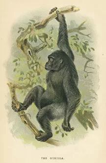 Images Dated 9th October 2017: Gorilla primate 1894