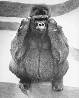 Gorilla Prints: Gorilla sitting on concrete surface painted in stripes, (B&W)