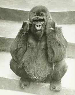 Serious Prints: Gorilla sitting on steps, supporting head with hands, (B&W)