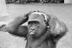 Soccer Prints: Gorilla Smashing Soccer Ball on Head