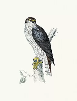 Hawk Bird Collection: Goshawk Accipiter bird of prey
