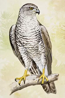 Images Dated 26th June 2007: Goshawk (Accipiter gentilis), perching on a branch, looking away