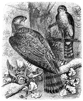 Hawk Bird Prints: Goshawk (astur palumbarius)