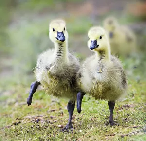 Images Dated 30th April 2018: Two Goslings in Perfect Step Together at Babylon, Long Island