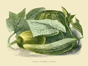 Images Dated 25th July 2016: Gourd cucumber melon illustration 1851