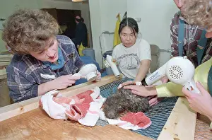 Valdez Prints: Governmental Volunteers Cleaning Animals Damaged by Valdez Oil Spill