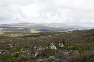 Vegetation Gallery: Grabouw side of the Hottentot Holland mountains not far from N2 and Sir Lowrys Pass