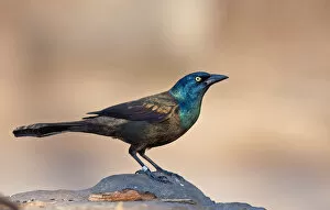 Images Dated 8th April 2011: Grackle