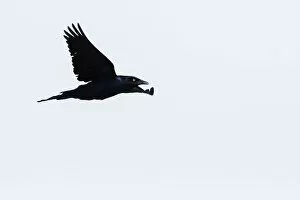 Images Dated 1st June 2017: Grackle flight silhouette