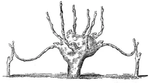 Cultivated Prints: Grafting