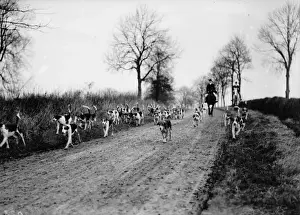 Buckinghamshire Prints: Grafton Hounds