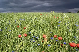Knapweed Gallery: Grain field with poppy flowers in front of an approaching thunderstorm, Rennsteig, Blankenstein