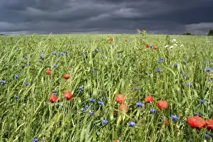 Bluebottle Prints: Grain field with poppy flowers in front of an approaching thunderstorm