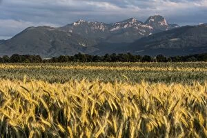 Images Dated 26th June 2012: Grain field in front of Wendelstein Mountain, Mangfalltal, Upper Bavaria, Bavaria, Germany