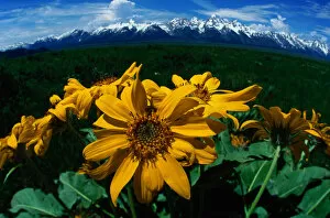 Daisy Family Gallery: Grand Teton National Park, USA. Wild sunflowers in spring amidst sagebrush. Wyoming