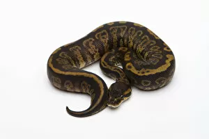 Images Dated 21st September 2011: Granite Ball Python or Royal Python -Python regius-, female