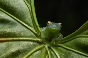 Granular Glass Frog