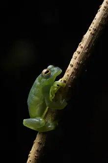 Granular Glass Frog