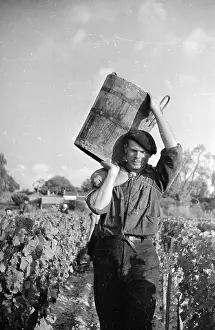 Brewing And Winemaking Prints: Grape Carrier