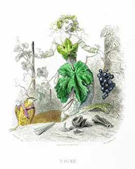 Grandville Prints: Grape or Grapevine - Stunning Hand-colored plate from 'Les Fleurs Animees by J