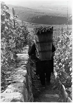 Lac0078 Prints: GRAPE HARVEST