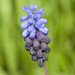 Grape Hyacinth -Muscari sp.-