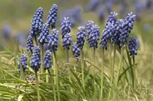 Hyacinthus Prints: Grape Hyacinth -Muscari sp. -, in a garden in Untergroeningen