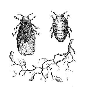 Images Dated 18th January 2016: Grape Phylloxera (Daktulosphaira Vitifoliae)