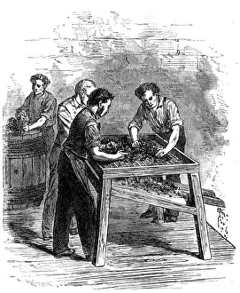 High Contrast Prints: Grape selection for wine