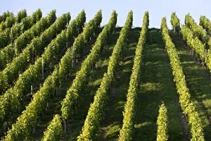 Images Dated 17th June 2012: Grape vines, vineyard, Pragsattel, Stuttgart, Baden-Wuerttemberg, Germany, Europe