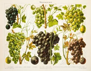 Images Dated 23rd June 2015: Grapes Antique Chromolithograph 1897