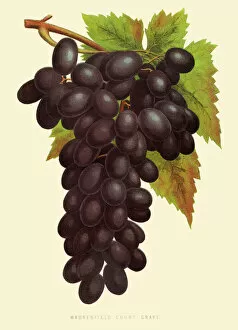 Images Dated 13th July 2016: Grapes illustration 1874