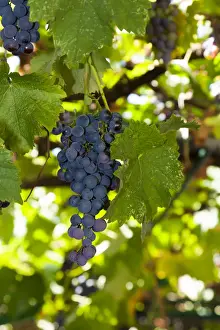 Freshly Prints: Grapes in a tavern, Corfu, Ionian Islands, Greece, Southern Europe, Europe