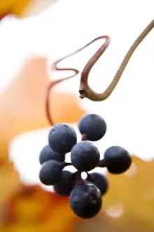 Vitaceae Prints: Grapes on the vine, autumn leaves