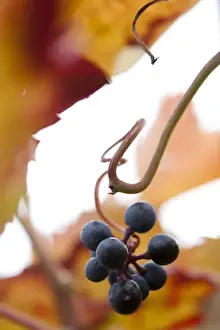 Vitaceae Prints: Grapes on the vine, autumn leaves