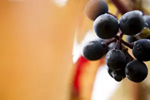 Vitaceae Prints: Grapes on the vine, autumn leaves