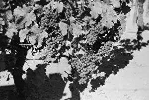 Brewing And Winemaking Prints: Grapevine
