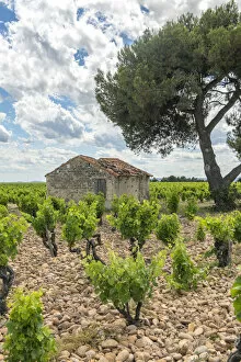 Grapevines (Vitis) in vineyard, Chateauneuf du Pape, France