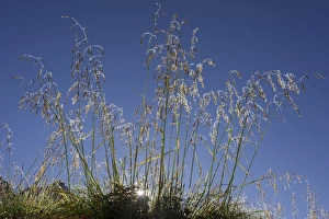 Images Dated 5th September 2012: Grass covered with morning dew, backlit, ?Troms, Norway