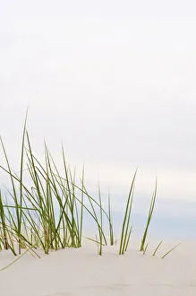 Grass in the dunes, Amrum island, Schleswig-Holstein, Germany, Europe Grass in the dunes, Amrum island, Schleswig-Holstein, Germany, Europe