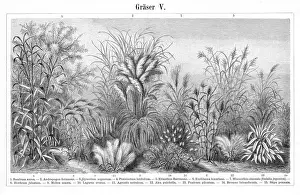 Grass engraving 1895