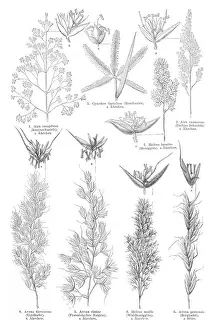 Blades Prints: Grass engraving 1895