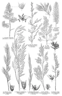 Grass engraving 1895