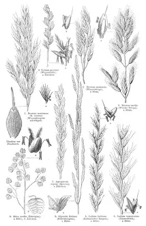 Blade Prints: Grass engraving 1895