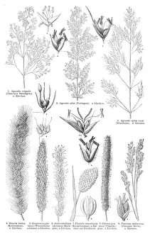 Grass engraving 1895