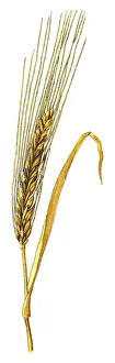 Images Dated 23rd December 2017: grass family, cereal grain, grain