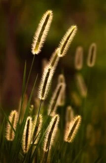 Images Dated 1st August 2008: Grass plumes dancing in the sunset light