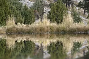 Images Dated 9th May 2016: Grass reflection, Canary Spring, Yellowstone National Park, Montana, Wyoming, USA