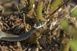 Colubrid Prints: Grass snake (Natrix natrix)