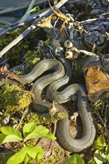 Grass snake (Natrix natrix)